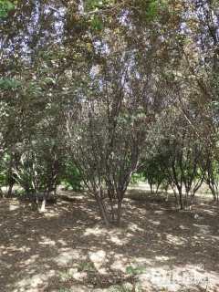 高度450厘米丛生紫叶李