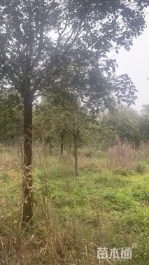 20公分大叶女贞