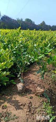 高度30厘米金森女贞