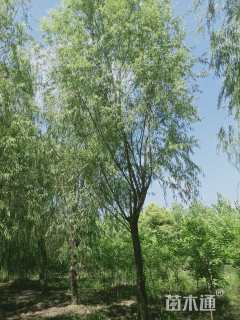 25公分柳树
