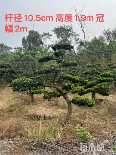 移栽苗造型罗汉松