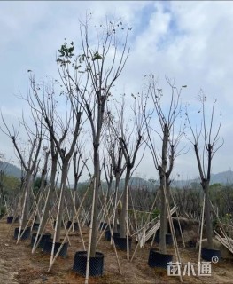 15公分复羽叶栾树