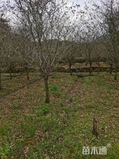 11公分垂丝海棠