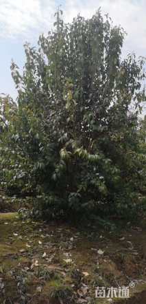 高度400厘米丛生大叶女贞