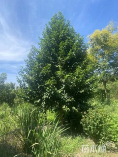 17公分乐昌含笑