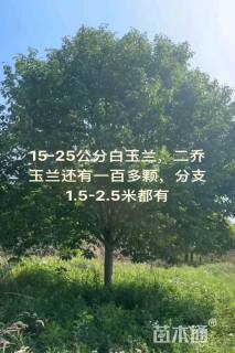 10公分二乔玉兰