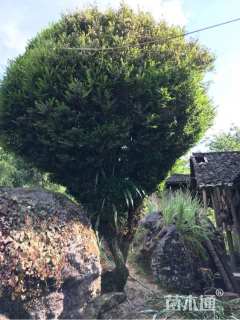 高度400厘米小叶黄杨