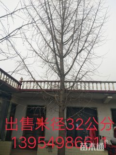 32公分银杏