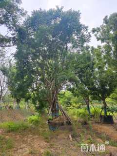 11公分(3杆)丛生朴树