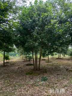 40公分丛生女贞