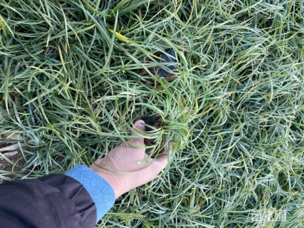 高度20厘米兰花三七草