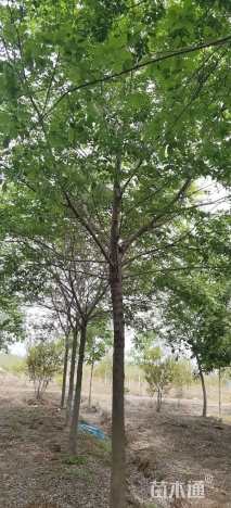 14公分朴树