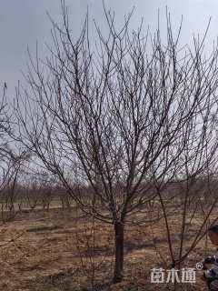 12公分绿叶碧桃