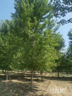 15公分美国红枫