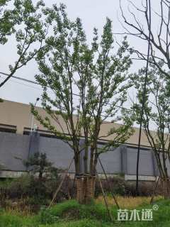 12公分(5杆)丛生乌桕