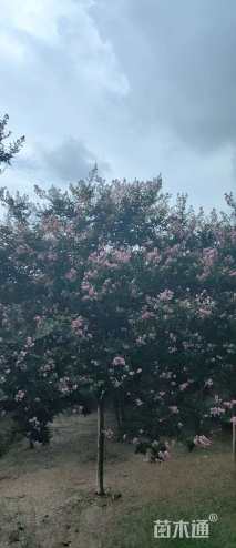 高度2500厘米红花紫薇