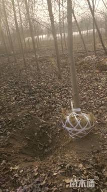 25公分美国红枫