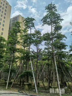 10公分细叶榄仁