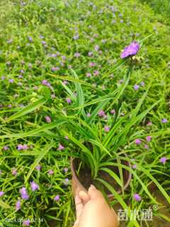 高度10厘米紫露草