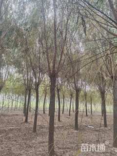 15公分金丝垂柳