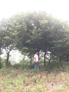 18公分高杆樱花