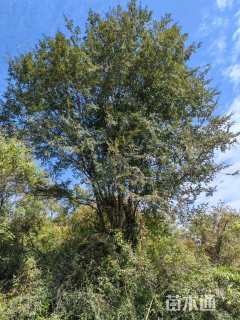 16公分(5杆)丛生榔榆