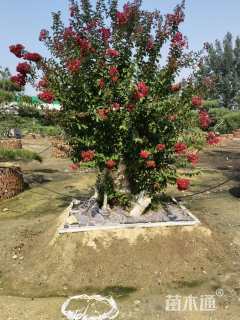 18公分红宝石海棠