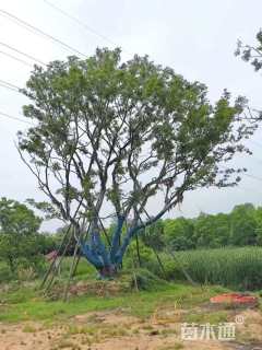 80公分丛生朴树