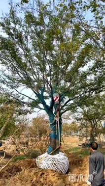 55公分丛生朴树