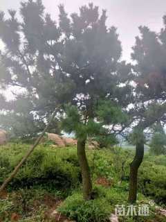 高度300厘米黑松