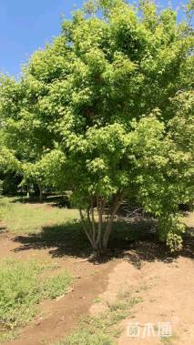 高度500厘米丛生元宝枫