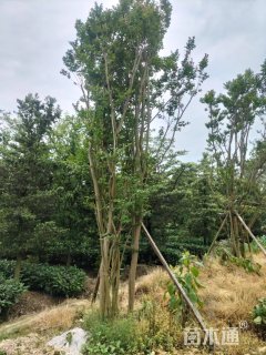 高度500厘米丛生紫薇