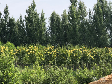 高度500厘米黄丁香