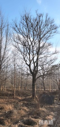 40公分朴树