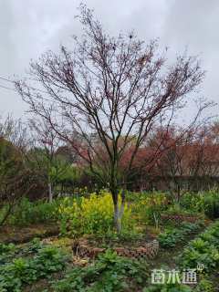 14公分日本红枫