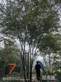 50公分(6杆)丛生榉树