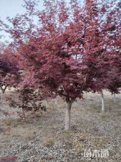 12公分日本红枫