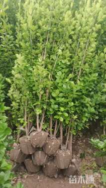 高度200厘米北海道黄杨