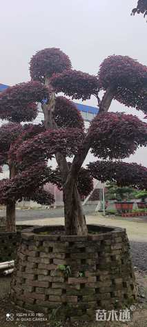 15公分造型红花继木桩