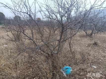 高度300厘米石榴