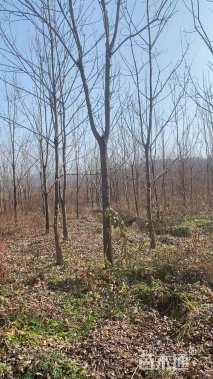 高度6000厘米黑松