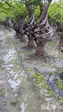 50公分紫薇花瓶