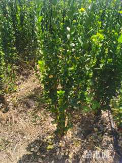 高度180厘米北海道黄杨