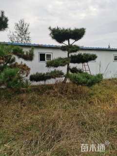 10公分造型油松