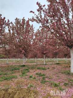 16公分绚丽海棠