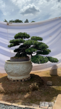 容器苗造型罗汉松