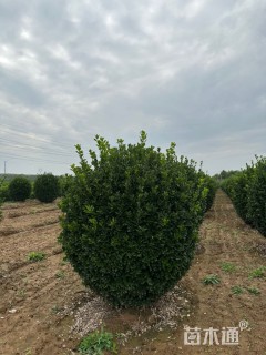 冠幅200厘米大叶黄杨球