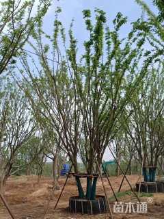 60公分丛生朴树