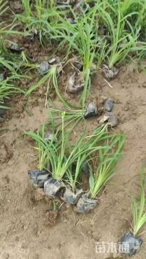 高度25厘米金娃娃萱草