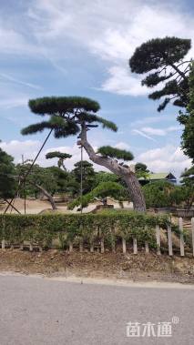 30公分造型油松